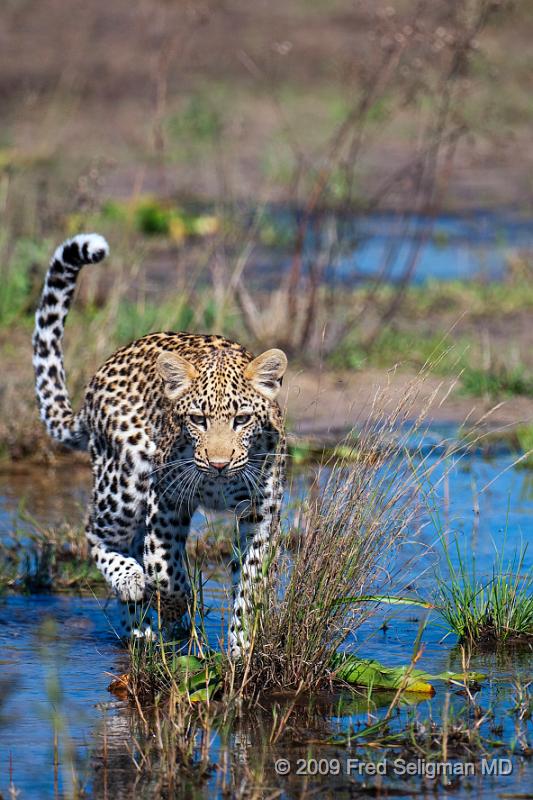 20090613_121323 D300 (10) X1.jpg - Leopard in Okavanga Delta, Botswana